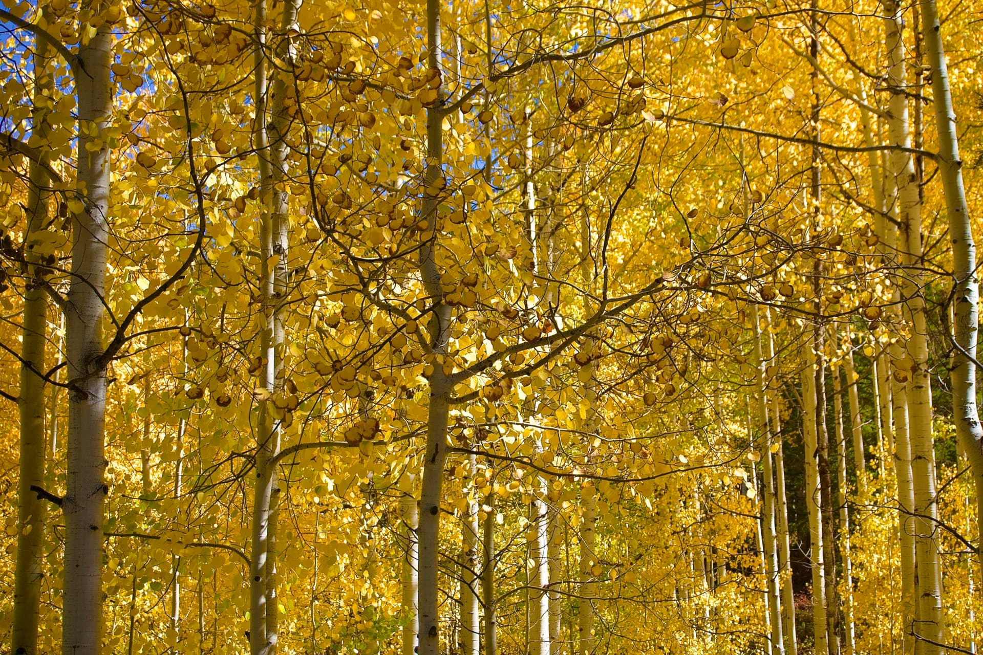 Aspen Trees