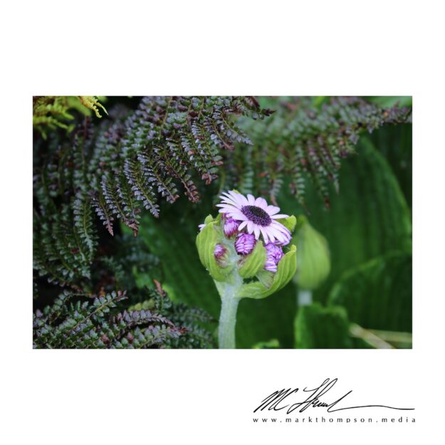 Pleurophyllum Speciosum