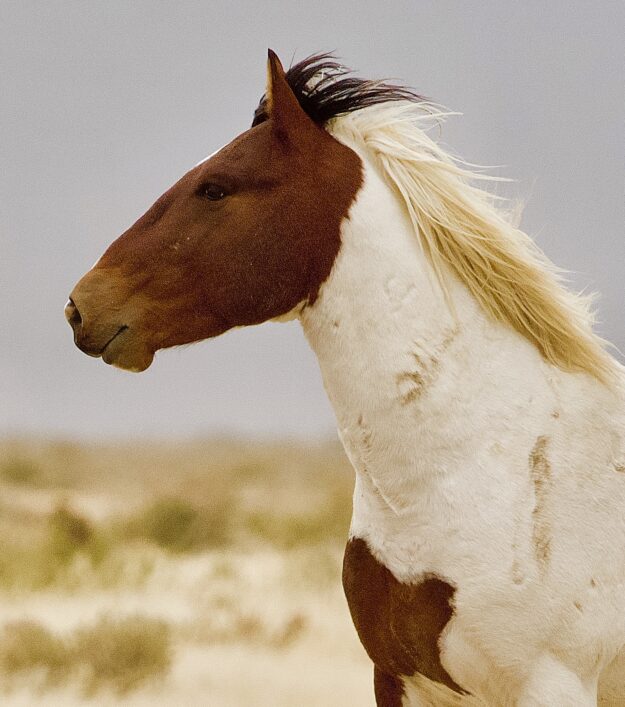Jasper