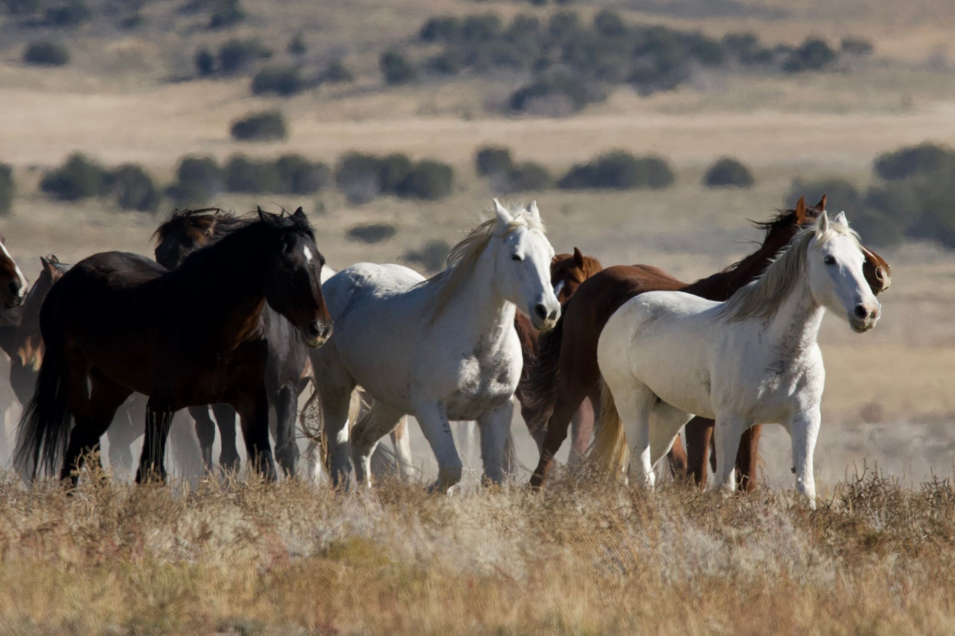 Wild horses of Utah